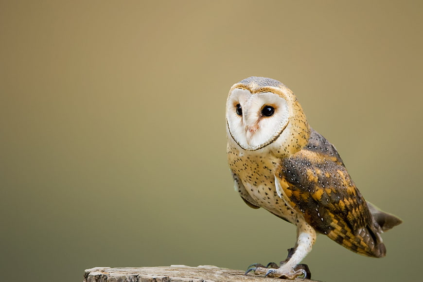 Barn Owl Perched on Wooden Branch with Blurred Background