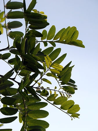 Green Leaves Backlit Against Blue Sky