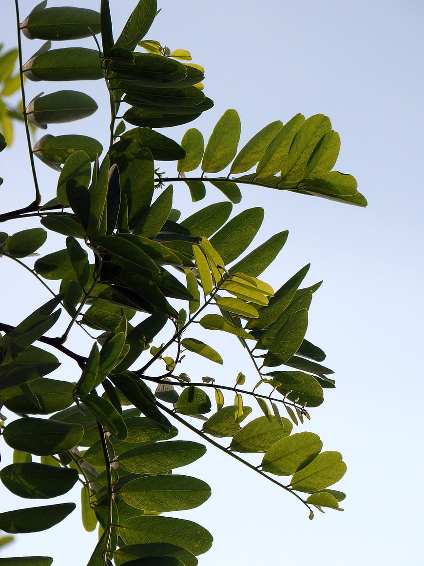 Green Leaves Backlit Against Blue Sky