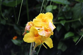 Yellow Canna Lily with Red Speckles in Garden