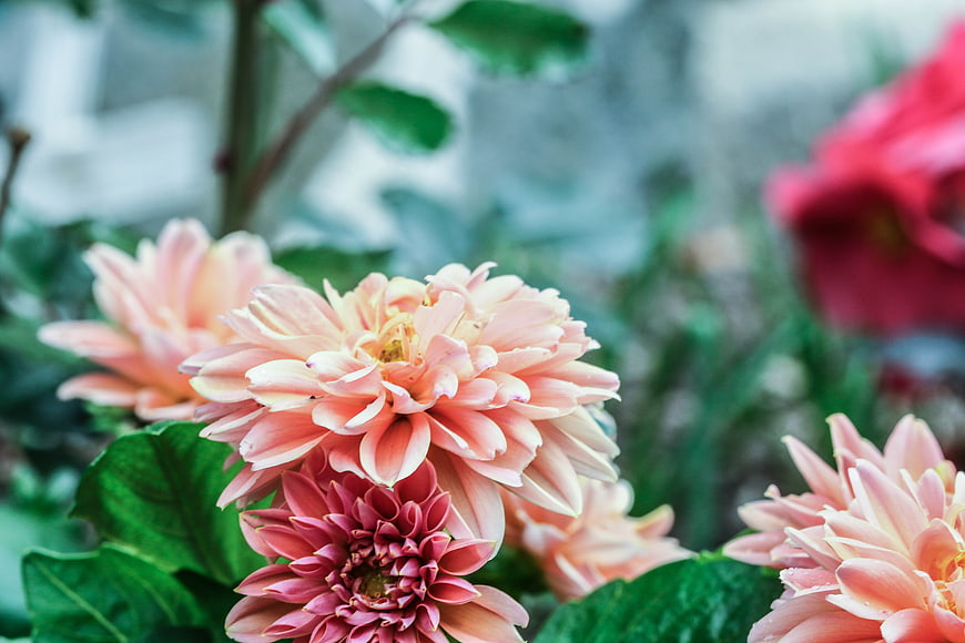 Close-up of Pink and Peach Dahlia Flowers in Garden
