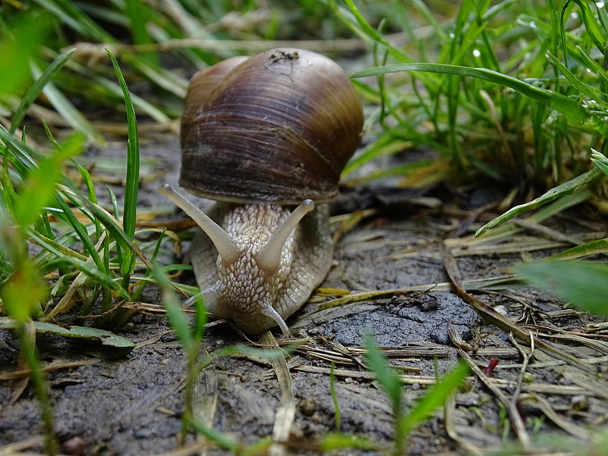 Close-up of a snail crawling on wet soil and grass