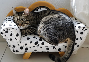 Sleeping Tabby Cat on Miniature Dalmatian Print Sofa