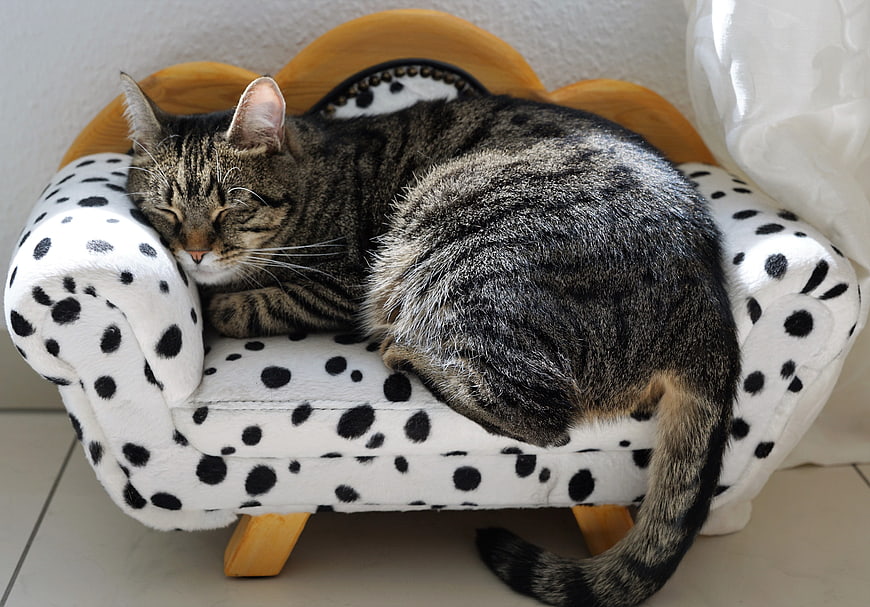 Sleeping Tabby Cat on Miniature Dalmatian Print Sofa