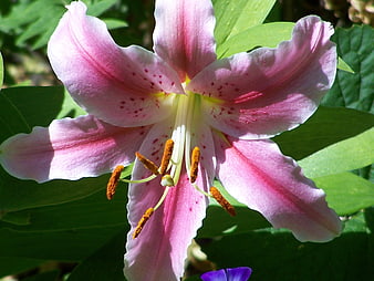 Close-up of a pink lily flower with green leaves