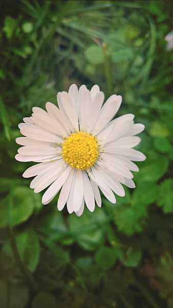 Close-up of a white daisy flower with yellow center in green grass