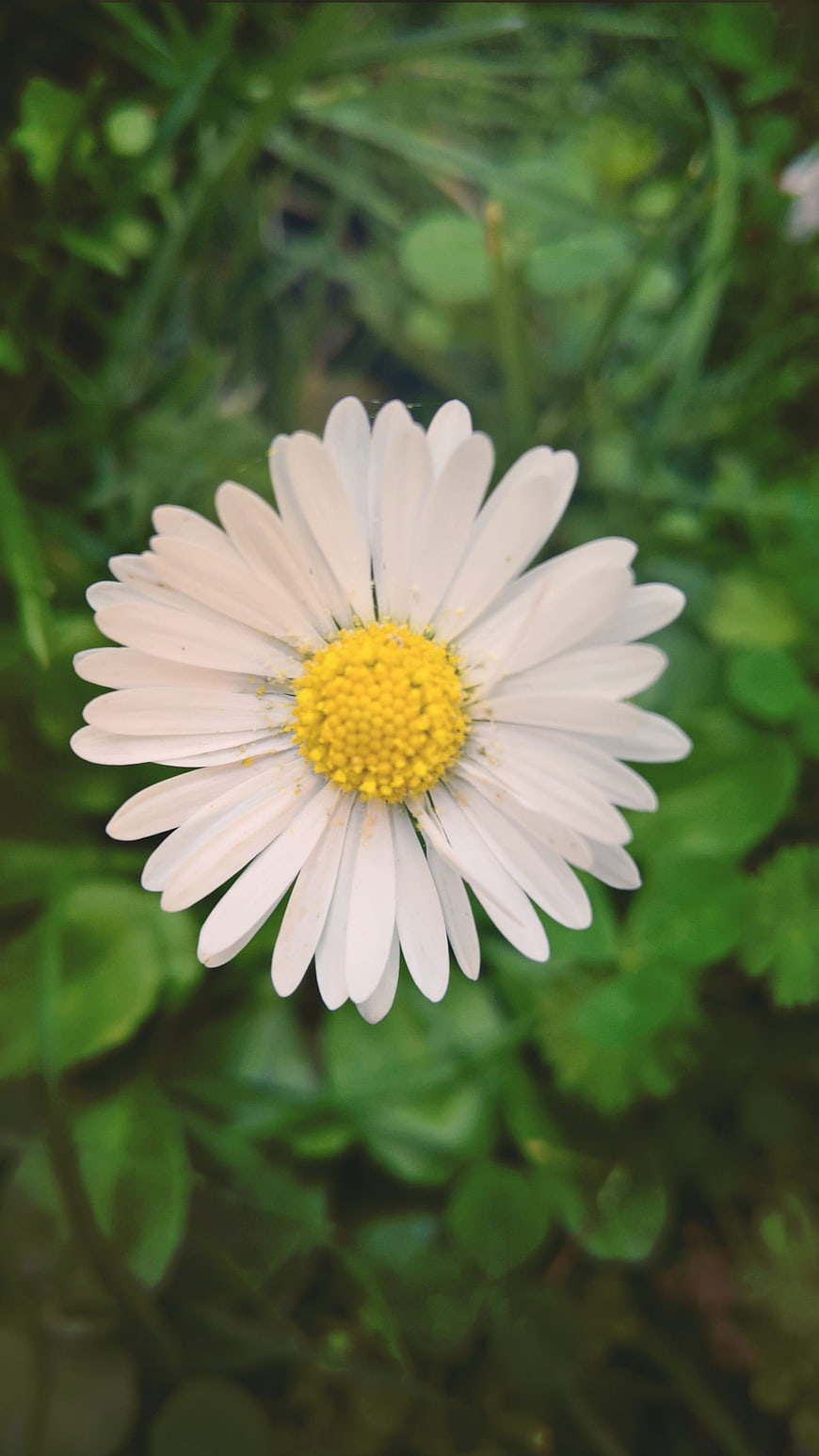 Close-up of a white daisy flower with yellow center in green grass