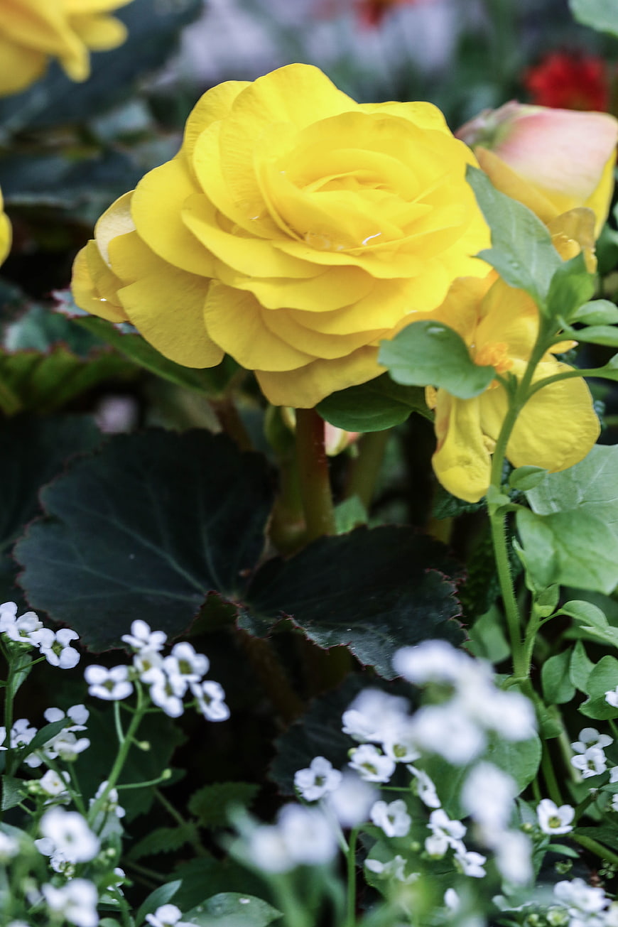 Close-up of vibrant yellow begonia flower with white filler blooms