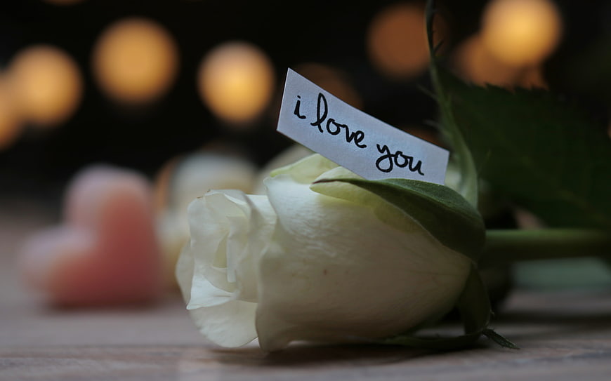 White Rose with I Love You Note and Bokeh Lights
