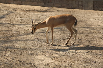 Side view of a gazelle walking on dry sandy ground