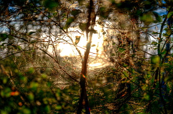 Sunlit Spider Web in Forest Branches