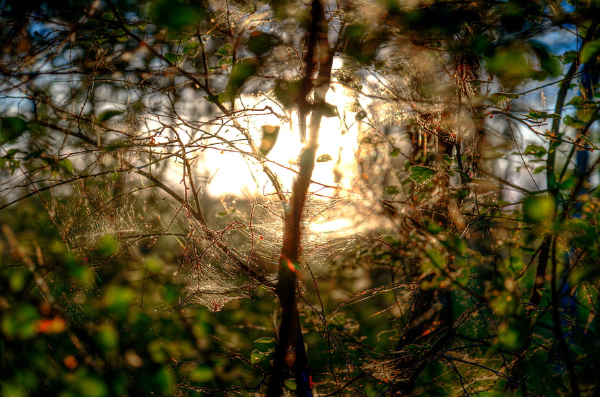Sunlit Spider Web in Forest Branches