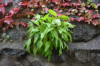 Green plant growing in stone wall crack with red ivy background