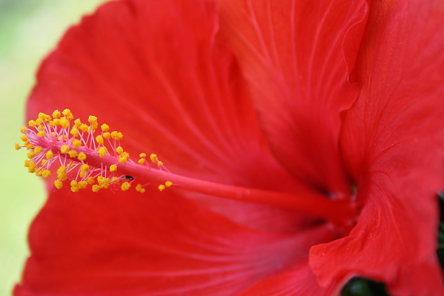Close-up of vibrant red hibiscus flower with yellow stamen
