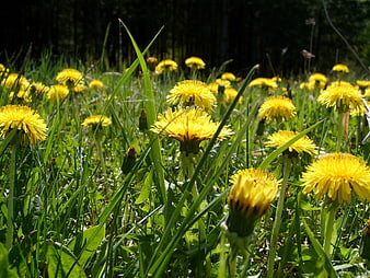 Vibrant Yellow Dandelions Blooming in Green Spring Meadow
