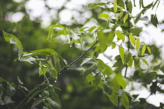 Raindrops on green leaves in a forest