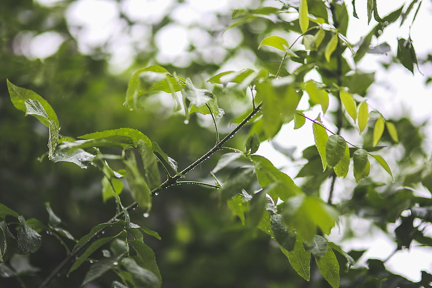 Raindrops on green leaves in a forest