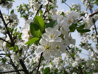 White Cherry Blossoms on Branch Against Blue Sky