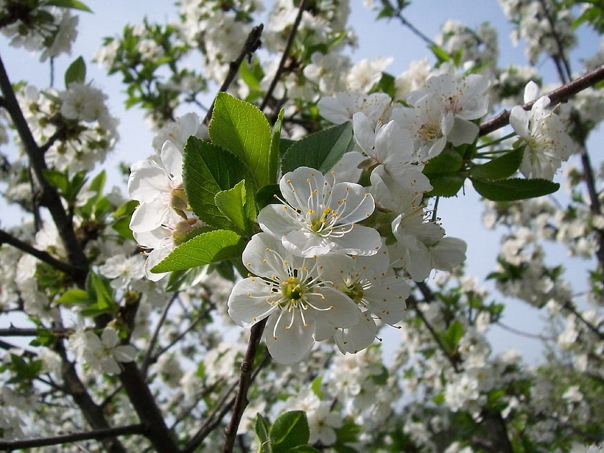 White Cherry Blossoms on Branch Against Blue Sky