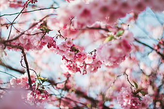 Pink cherry blossoms on branches with blue sky background