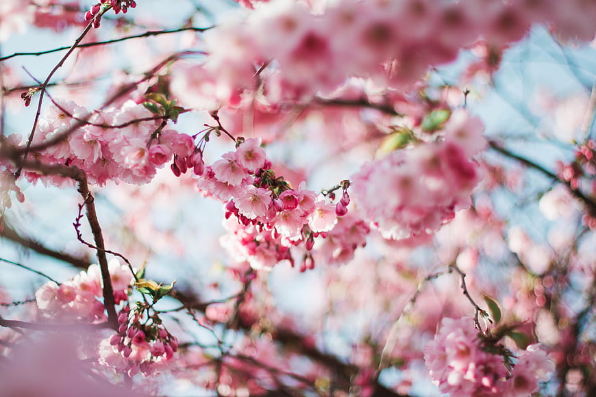 Pink cherry blossoms on branches with blue sky background