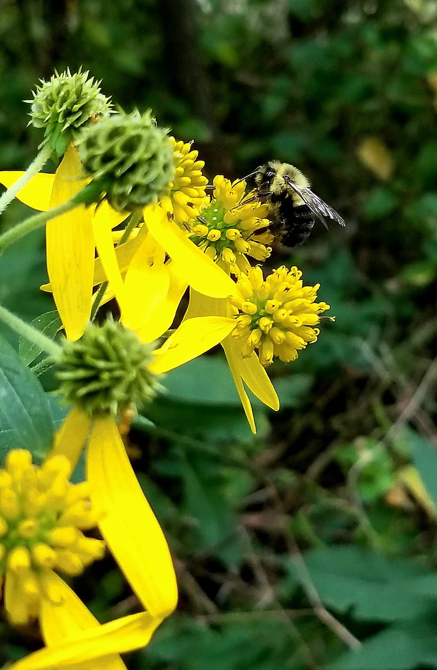 Bumblebee Pollinating Yellow Wildflower Close-Up