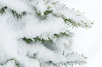 Close-up of Snowy Pine Branches with White Background