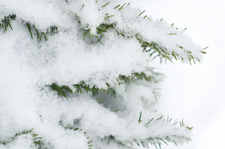 Close-up of Snowy Pine Branches with White Background