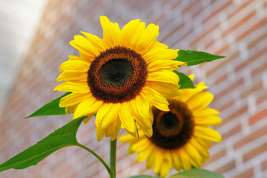 Vibrant Yellow Sunflower Close-Up Against Blurred Brick Wall