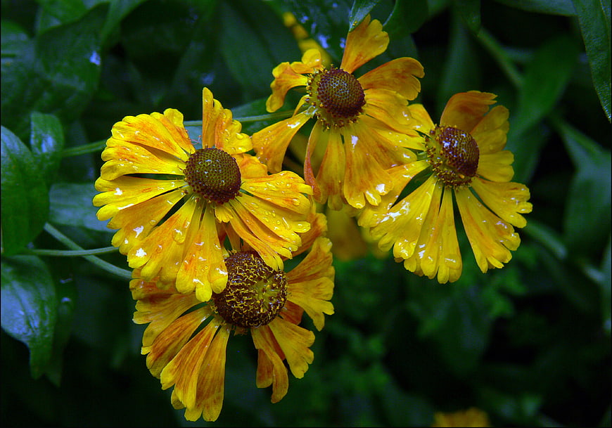 Wet Yellow Coreopsis Flowers with Raindrops