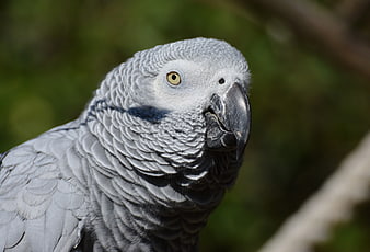 Close-up Portrait of African Grey Parrot Head