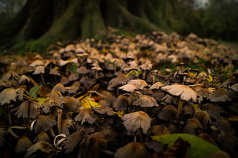 Close-up of wild mushrooms on forest floor in autumn