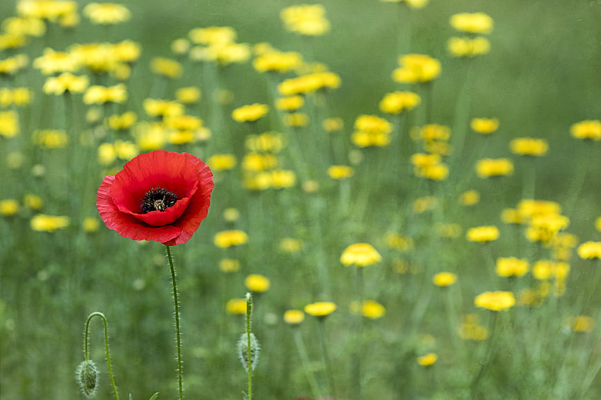Red Poppy Flower in Field of Yellow Buttercups