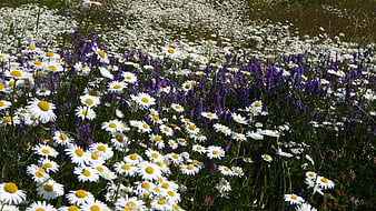 Vibrant Meadow of White Daisies and Purple Wildflowers