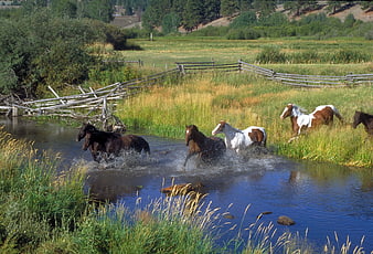 Horses Running Through Stream In Rural Montana Meadow
