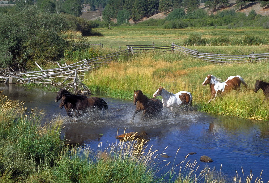 Horses Running Through Stream In Rural Montana Meadow