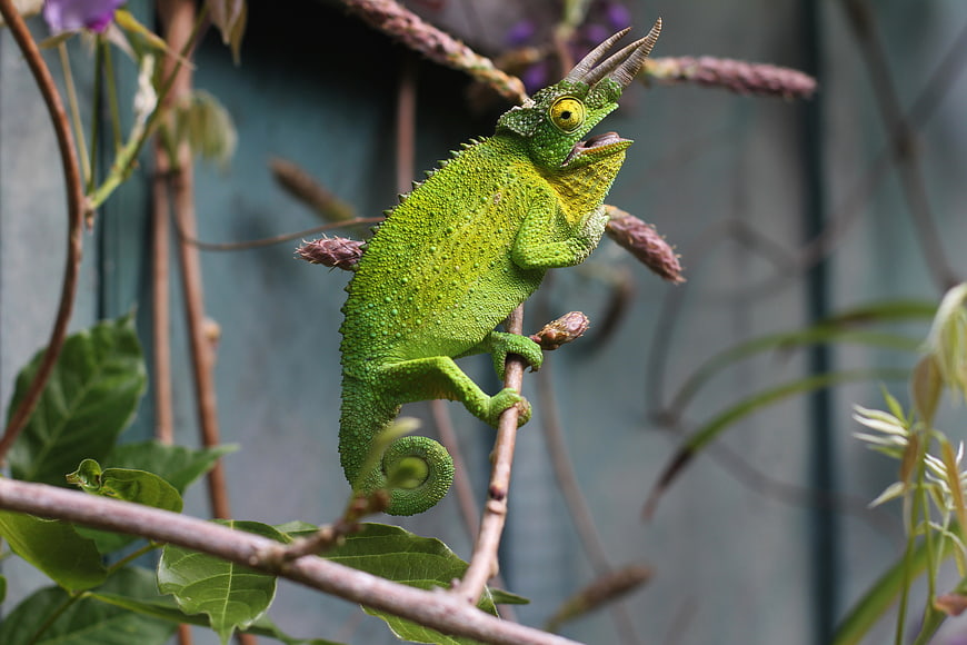 Green Jackson's Chameleon Perched on a Branch