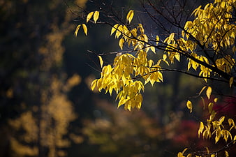 Sunlit Yellow Autumn Leaves on Branches
