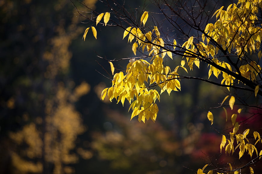 Sunlit Yellow Autumn Leaves on Branches