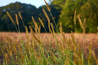 Golden Foxtail Grass in a Sunlit Meadow