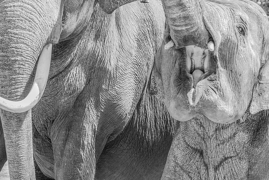 Close-up of two elephants with open mouth and tusks
