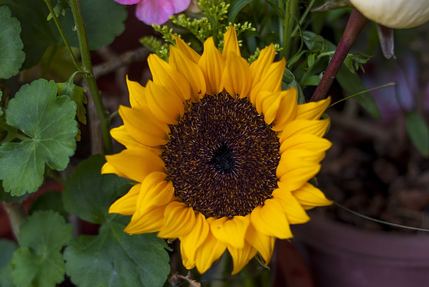 Close-up of a vibrant yellow sunflower with dark center