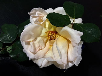 Close-up of a white rose with yellow center on black background