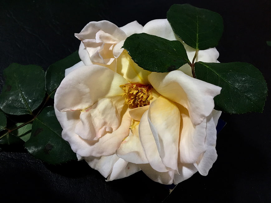 Close-up of a white rose with yellow center on black background