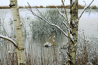 Serene Winter Birch Trees in Snowy Wetland Landscape