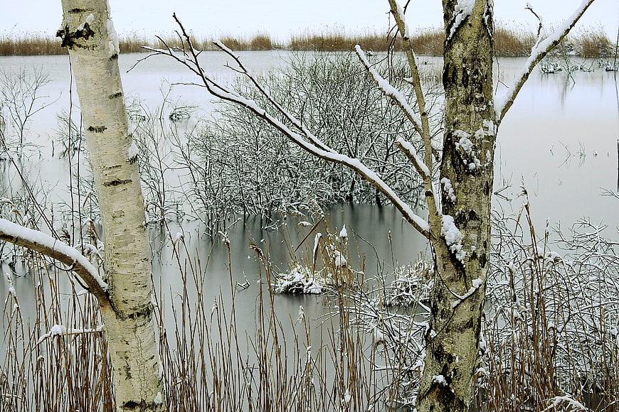 Serene Winter Birch Trees in Snowy Wetland Landscape