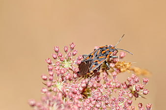 Orange and Black Assassin Bug on Pink Wildflower