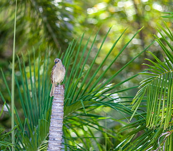 Spotted Figbird perched on palm tree trunk in tropical forest