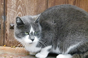 Gray and White Cat Sitting on Wooden Deck