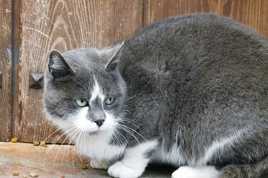 Gray and White Cat Sitting on Wooden Deck